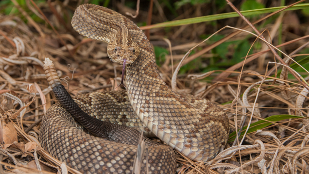 Illustration for article titled 7 Of The World’s Deadliest Snakes Who Would Be No Match For My Lawn Mower